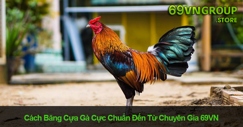 Cách băng cựa gà chi tiết của chuyên gia 69VN