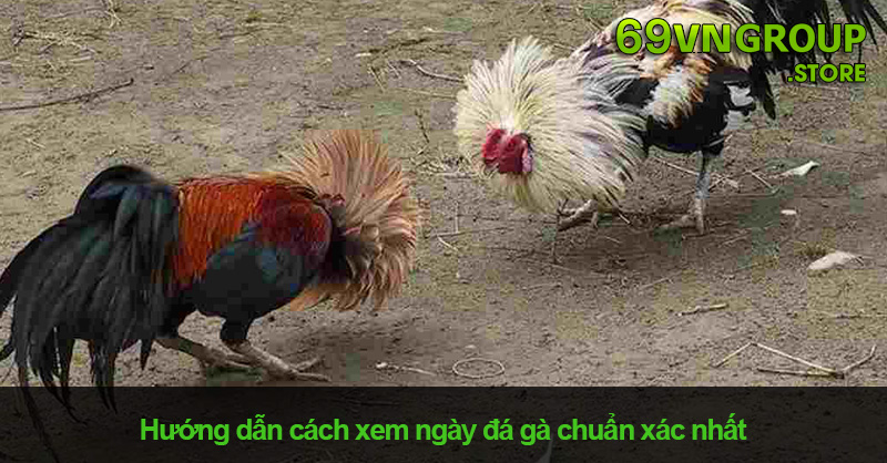 Cách xem ngày đá gà chuẩn xác từ cao thủ 69VN